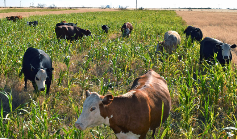 Cattle graze cover crops and help add the biological component to soil health.