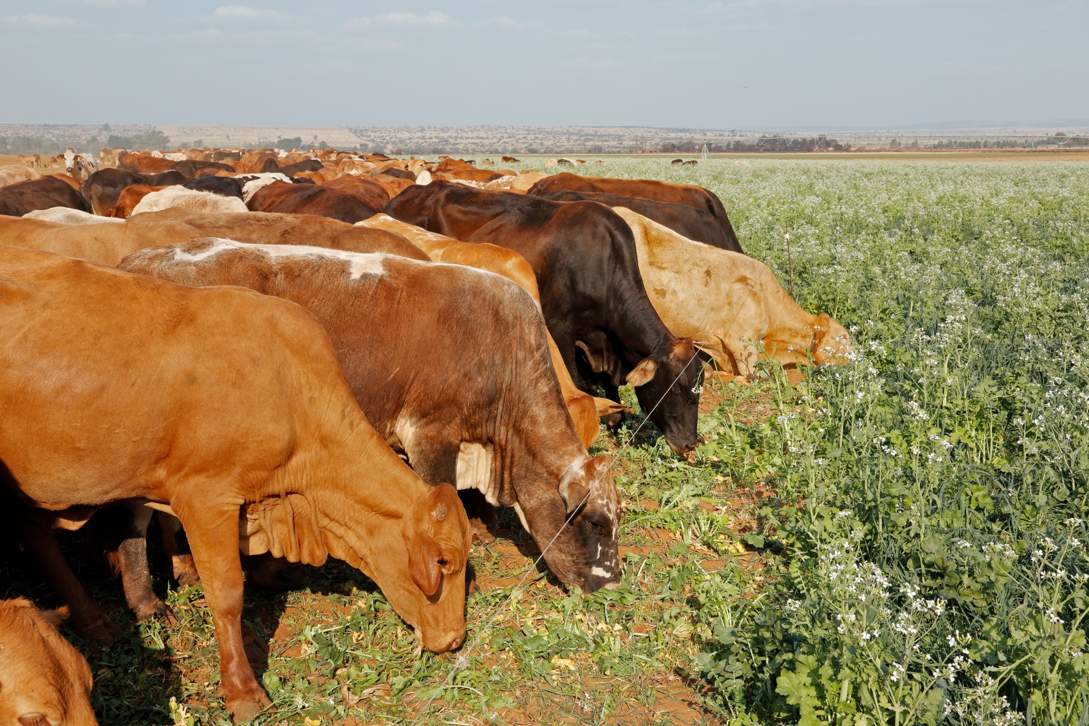 Livestock integration is a key component.