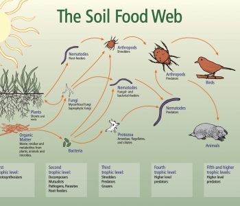 Healthy soil is the foundation for a healthy food web.